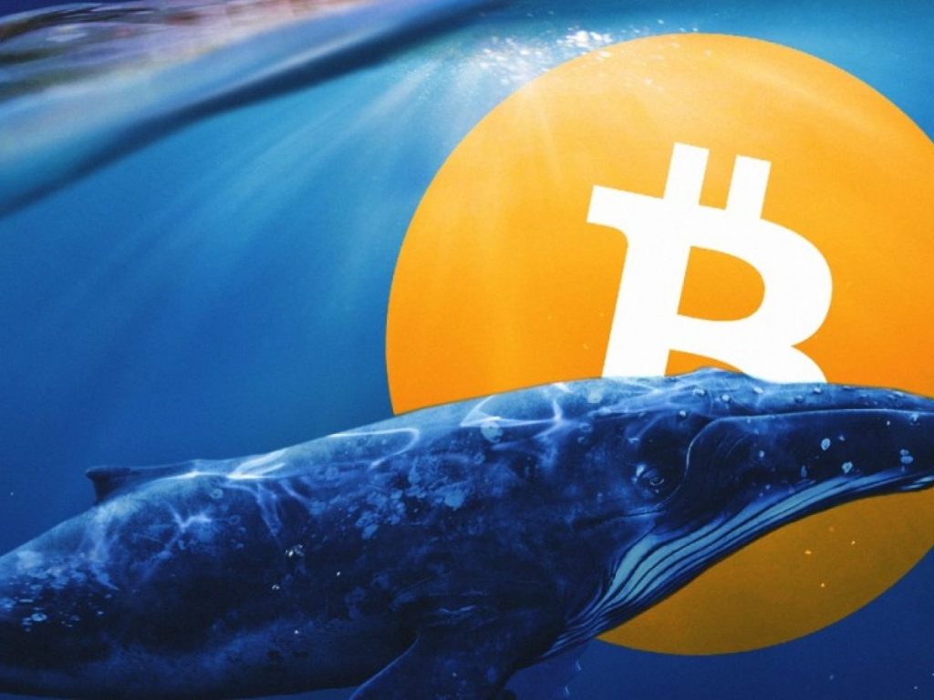 Kripto balina ne demek? Kripto balina nedir? Kripto balinaları kimler?