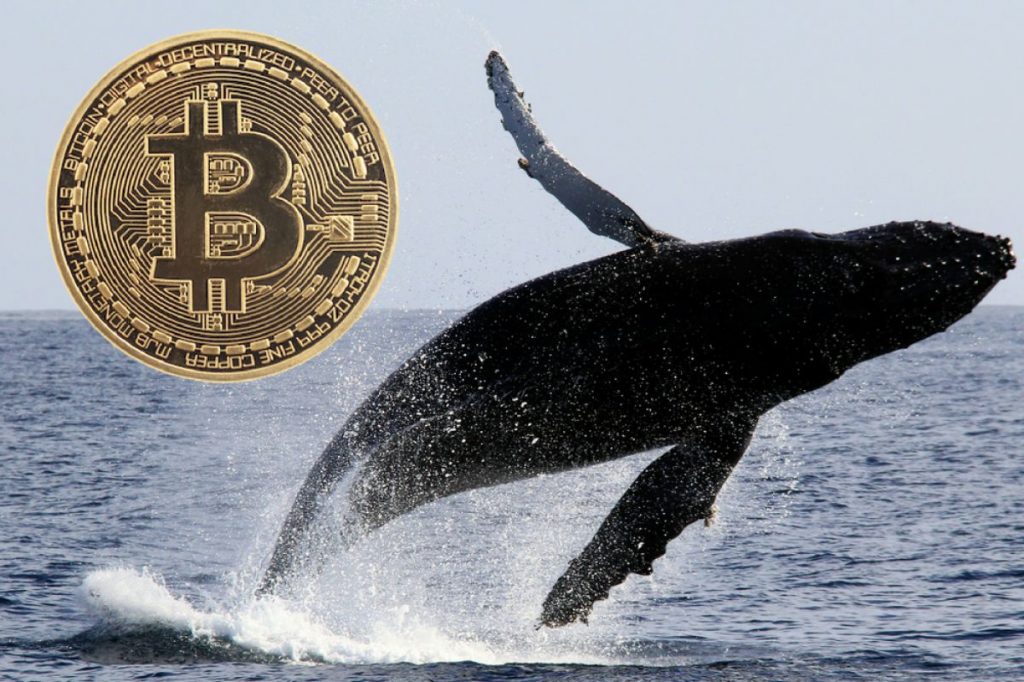 Kripto balina ne demek? Kripto balina nedir? Kripto balinaları kimler?