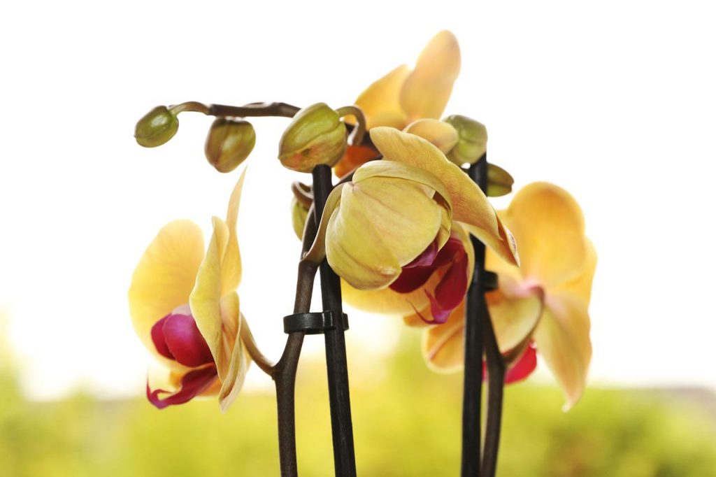 Bu yöntemle Orkidelerinizi Yeni Alınmış Gibi Yapabilirsiniz! Orkideleri canlandıran yöntem ortaya çıktı!
