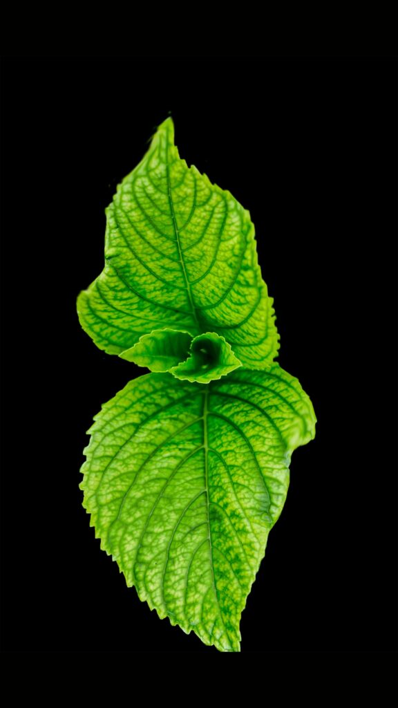 Stevia bitkisi nedir? Ne için kullanılır?